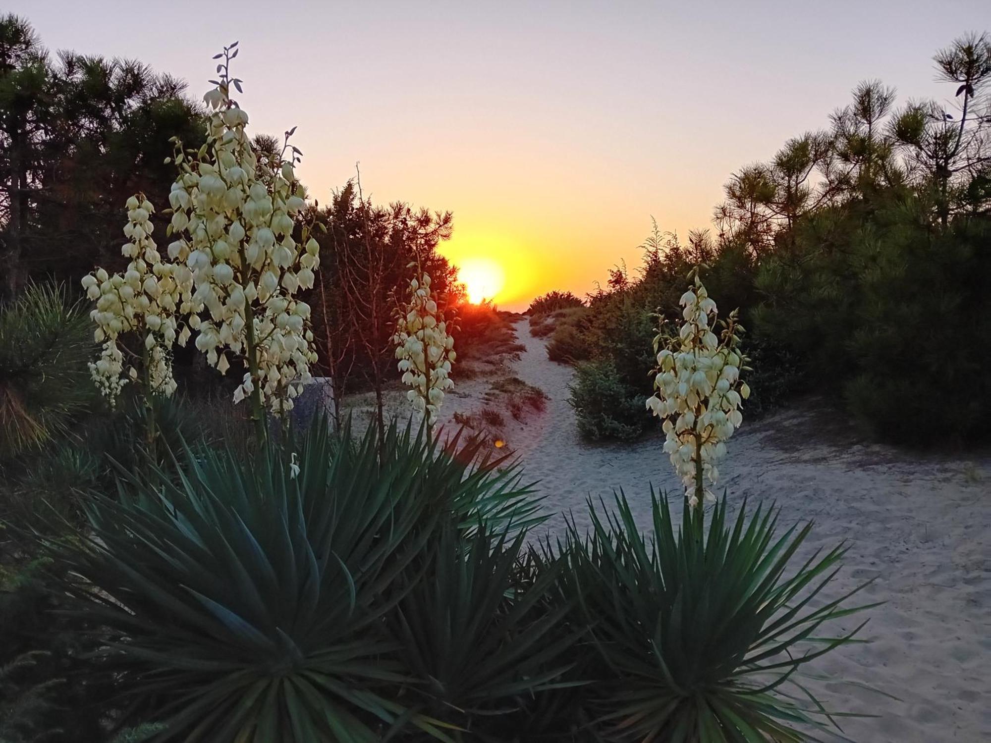 Ferienwohnung Accesso Diretto Sul Mare Maredilucecala Calambrone Exterior foto